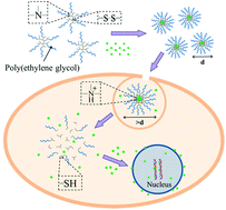 Graphical abstract: pH- and redox-responsive self-assembly of amphiphilic hyperbranched poly(amido amine)s for controlled doxorubicin delivery