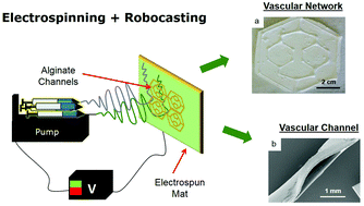 Graphical abstract: Fabrication of biodegradable synthetic perfusable vascular networks via a combination of electrospinning and robocasting