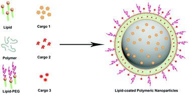 Graphical abstract: Lipid-coated polymeric nanoparticles for cancer drug delivery