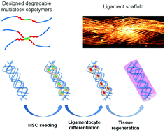 Graphical abstract: PLA-poloxamer/poloxamine copolymers for ligament tissue engineering: sound macromolecular design for degradable scaffolds and MSC differentiation