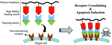Graphical abstract: Drug-free macromolecular therapeutics – a new paradigm in polymeric nanomedicines