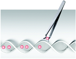 Graphical abstract: Engineering DNA scaffolds for delivery of anticancer therapeutics