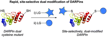 Graphical abstract: A rapid, site-selective and efficient route to the dual modification of DARPins