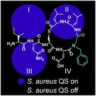Graphical abstract: N-Methyl and peptoid scans of an autoinducing peptide reveal new structural features required for inhibition and activation of AgrC quorum sensing receptors in Staphylococcus aureus
