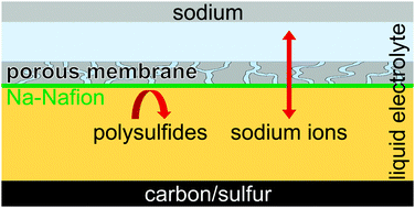 Graphical abstract: Shuttle suppression in room temperature sodium–sulfur batteries using ion selective polymer membranes