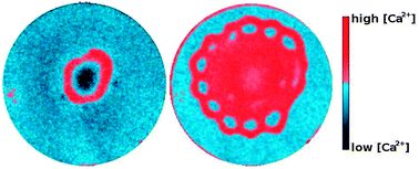 Graphical abstract: Generation of spatiotemporal calcium patterns by coupling a pH-oscillator to a complexation equilibrium