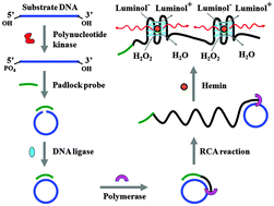Graphical abstract: Sensitive detection of polynucleotide kinase using rolling circle amplification-induced chemiluminescence