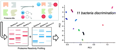 Graphical abstract: Proteome reactivity profiling for the discrimination of pathogenic bacteria
