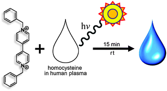 Graphical abstract: A photochemical method for determining plasma homocysteine with limited sample processing