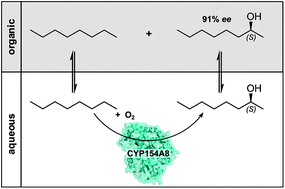 Graphical abstract: A novel P450-based biocatalyst for the selective production of chiral 2-alkanols