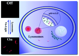 Graphical abstract: A switchable peptide sensor for real-time lysosomal tracking