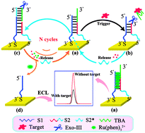 Graphical abstract: Target-induced structure switching of DNA for label-free and ultrasensitive electrochemiluminescent detection of proteins