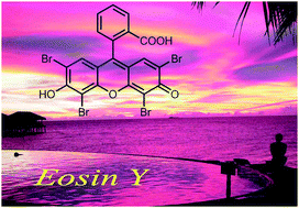 Graphical abstract: Synthetic applications of eosin Y in photoredox catalysis