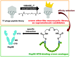 Graphical abstract: Construction of a crown ether-like supramolecular library by conjugation of genetically-encoded peptide linkers displayed on bacteriophage T7
