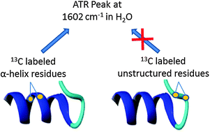 Graphical abstract: Isotope-edited FTIR in H2O: determination of the conformation of specific residues in a model α-helix peptide by 13C labeled carbonyls