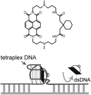 Graphical abstract: Design of tetraplex specific ligands: cyclic naphthalene diimide