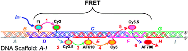 Graphical abstract: Extending FRET cascades on linear DNA photonic wires