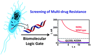 Graphical abstract: Biomolecular logic gate for analysis of the New Delhi metallo-β-lactamase (NDM)-coding gene with concurrent determination of its drug resistance-encoding fragments