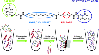 Graphical abstract: Biotin-conjugated N-methylisatoic anhydride: a chemical tool for nucleic acid separation by selective 2′-hydroxyl acylation of RNA