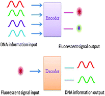 Graphical abstract: Molecular encoder–decoder based on an assembly of graphene oxide with dye-labelled DNA