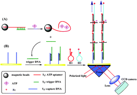 Graphical abstract: A surface plasmon resonance assay coupled with a hybridization chain reaction for amplified detection of DNA and small molecules