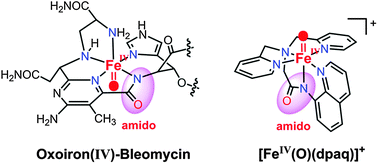 Graphical abstract: Synthesis, stability and reactivity of the first mononuclear nonheme oxoiron(iv) species with monoamido ligation: a putative reactive species generated from iron-bleomycin