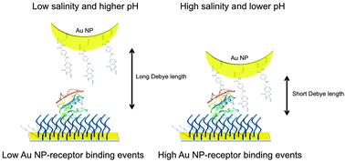 Graphical abstract: Influence of the Debye length on the interaction of a small molecule-modified Au nanoparticle with a surface-bound bioreceptor