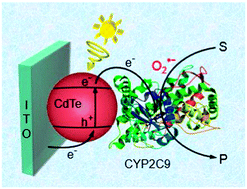 Graphical abstract: Cytochrome P450 enzyme functionalized-quantum dots as photocatalysts for drug metabolism