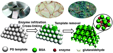 Graphical abstract: Enzyme-based inverse opals: a facile and promising platform for fabrication of biocatalysts