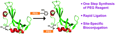 Graphical abstract: Intrinsic bioconjugation for site-specific protein PEGylation at N-terminal serine