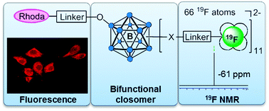 Graphical abstract: Synthesis and in vitro assessment of a bifunctional closomer probe for fluorine (19F) magnetic resonance and optical bimodal cellular imaging