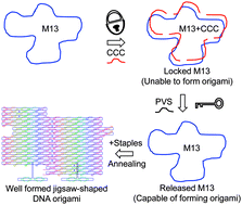 Graphical abstract: A lock-and-key mechanism for the controllable fabrication of DNA origami structures