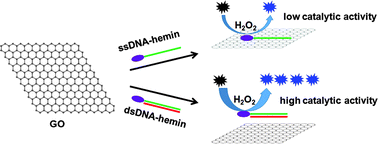 Graphical abstract: Regulative peroxidase activity of DNA-linked hemin by graphene oxide for fluorescence DNA sensing