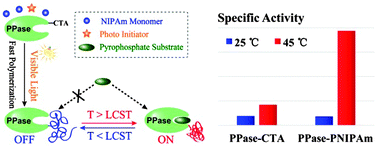 Graphical abstract: Visible light induced fast synthesis of protein–polymer conjugates: controllable polymerization and protein activity