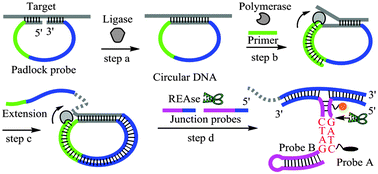 Graphical abstract: Convenient detection of HPV virus in a clinical sample using concurrent rolling circle and junction probe amplifications