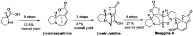 Graphical abstract: Total synthesis of securinega alkaloids (−)-norsecurinine, (−)-niruroidine and (−)-flueggine A