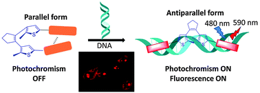 Graphical abstract: DNA gated photochromism and fluorescent switch in a thiazole orange modified diarylethene