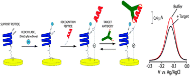 Graphical abstract: A modular electrochemical peptide-based sensor for antibody detection