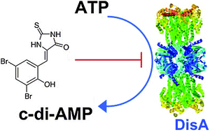 Graphical abstract: Identification of bromophenol thiohydantoin as an inhibitor of DisA, a c-di-AMP synthase, from a 1000 compound library, using the coralyne assay
