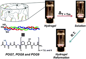 Graphical abstract: Tuning the thermosensitive properties of hybrid collagen peptide–polymer hydrogels
