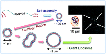 Graphical abstract: Temperature-responsive telechelic dipalmitoylglyceryl poly(N-isopropylacrylamide) vesicles: real-time morphology observation in aqueous suspension and in the presence of giant liposomes