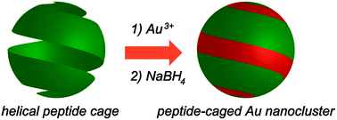 Graphical abstract: A designer peptide as a template for growing Au nanoclusters