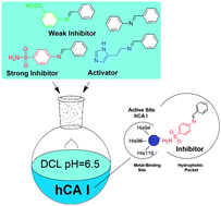 Graphical abstract: Dominant behaviours in the expression of human carbonic anhydrase hCA I activity