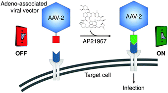 Graphical abstract: A chemical switch for controlling viral infectivity