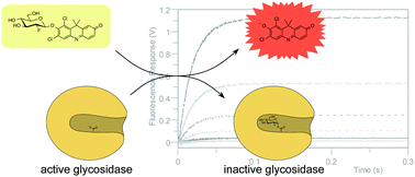Graphical abstract: Fluoro-glycosyl acridinones are ultra-sensitive active site titrating agents for retaining β-glycosidases