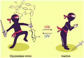 Graphical abstract: A photoresponsive glycosidase mimic