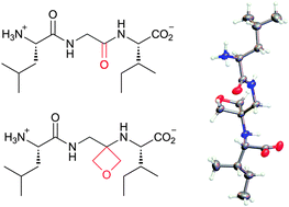 Graphical abstract: Synthesis and structure of oxetane containing tripeptide motifs