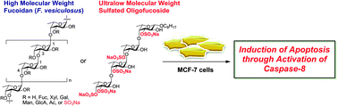 Graphical abstract: Systematic synthesis of sulfated oligofucosides and their effect on breast cancer MCF-7 cells