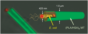 Graphical abstract: An Escherichia coli trap in human serum albumin microtubes