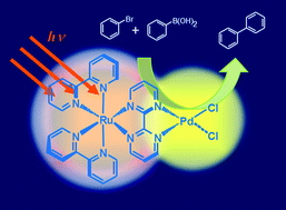 Graphical abstract: Visible-light-enhanced Suzuki–Miyaura coupling reaction by cooperative photocatalysis with an Ru–Pd bimetallic complex
